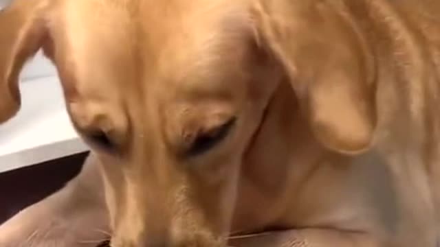 Golden Retriever is so gentle