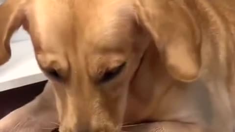 Golden Retriever is so gentle