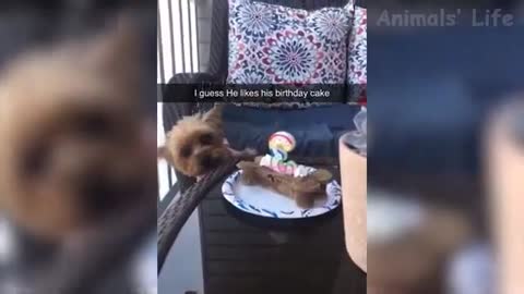 Best Funny Animal Videos 2022 😂