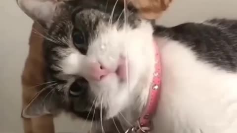 #cat #funny #sayan