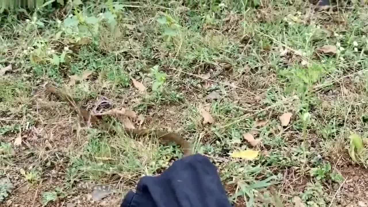 Rat snake makes itself at home in Indian security guard's old shoes