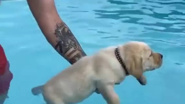 Cute dog swimming in pool | YoBro