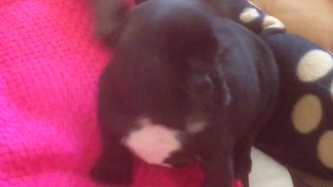 French bulldog puppy to fat to jump on sofa