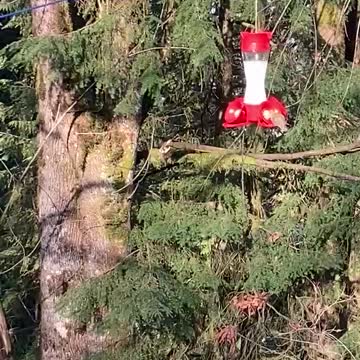 Hummingbird trying to get some nectar in the winter
