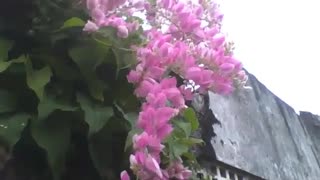 Antigonon up to the fence near the forest, beautiful pink flower! [Nature & Animals]