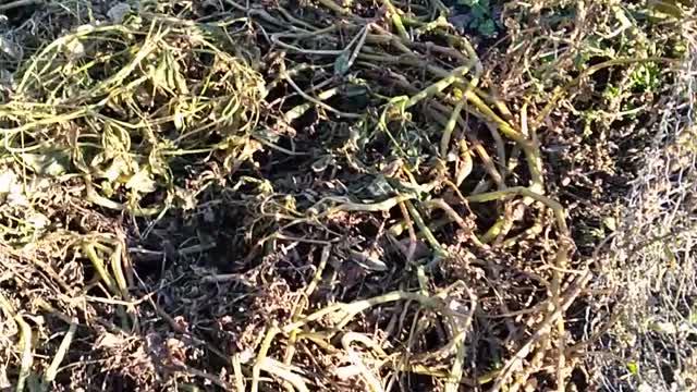 Biointensive potato harvest 2021