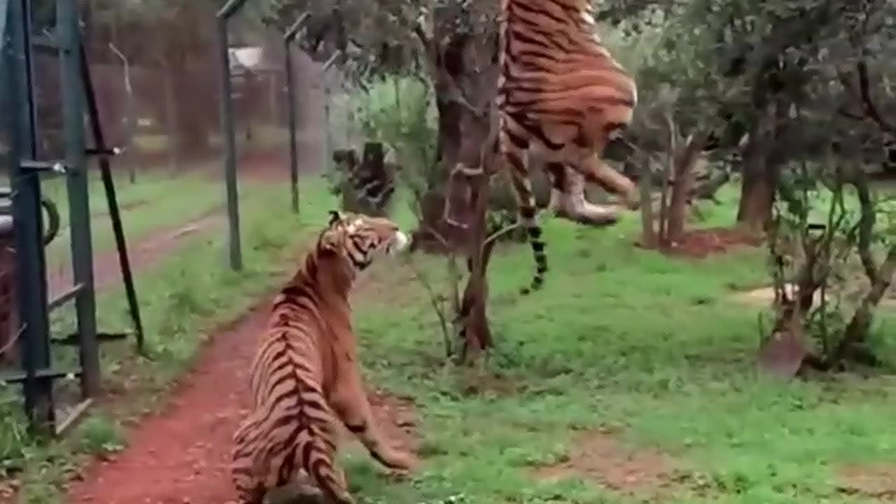 Tiger Jumps to catch meat, filmed in slow motion