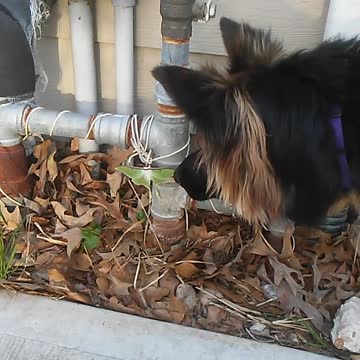 Dog Plays With Big Butterfly!