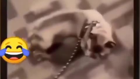 Cute and adorable animal behavior makes anyone happy to see it