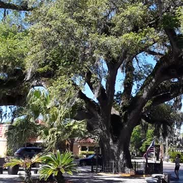 Amazing to see a tree older than our oldest city. 600 years old.