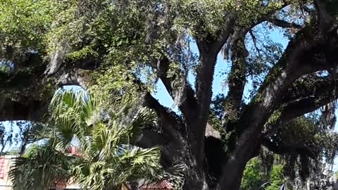 Amazing to see a tree older than our oldest city. 600 years old.