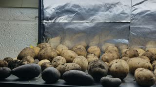 How I Am Drying Potatoes