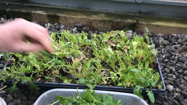 Harvesting Baby Greens