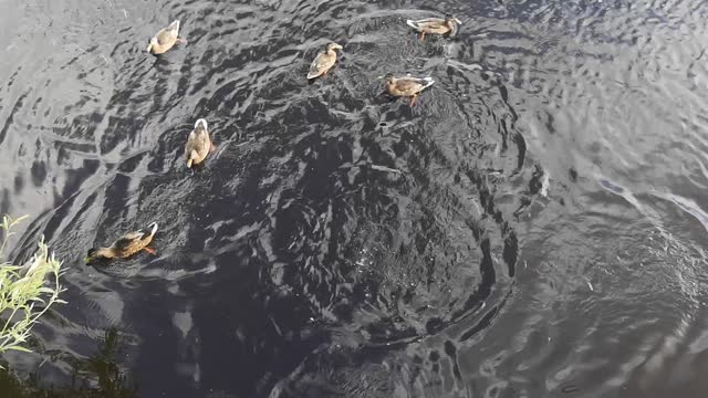 Seagull makes daring swoop to snatch a treat from unsuspecting ducks.