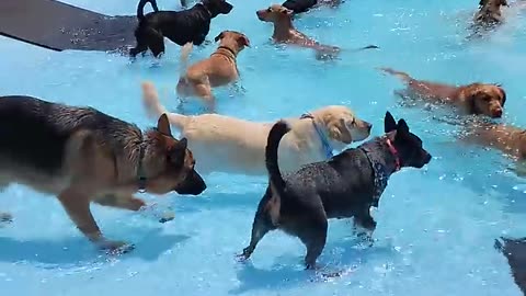 Puppies pool