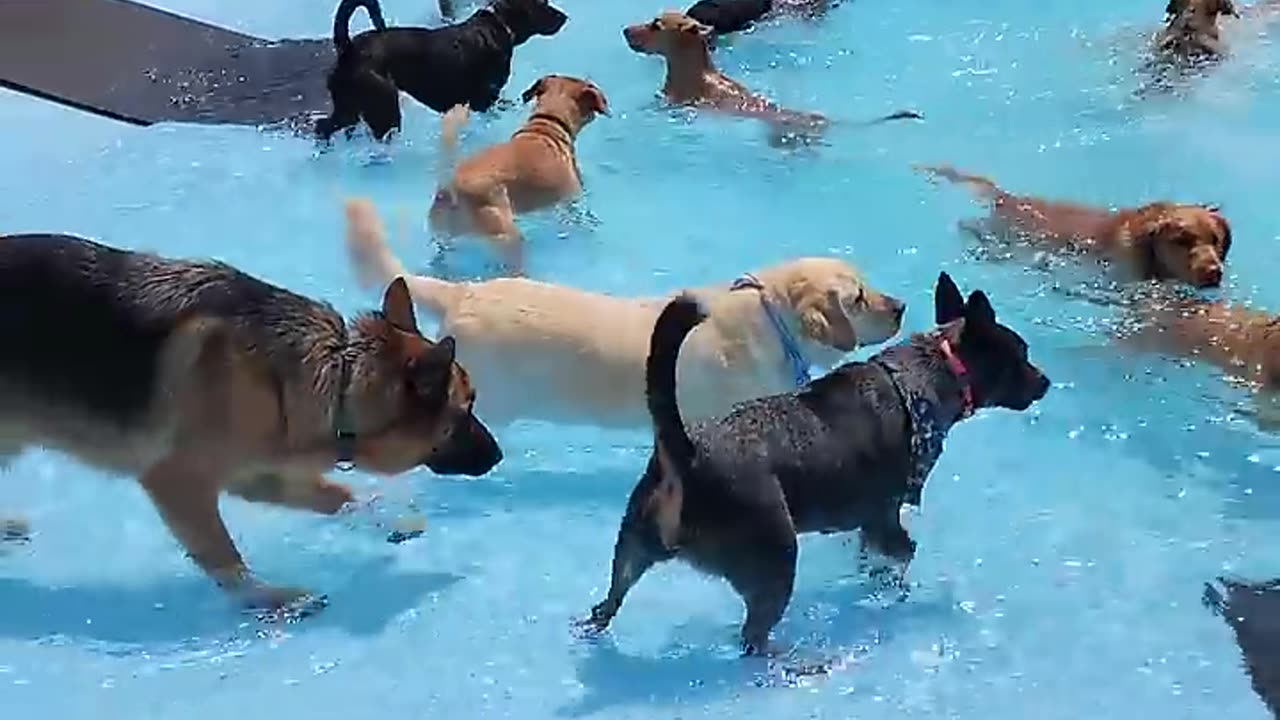 Puppies pool