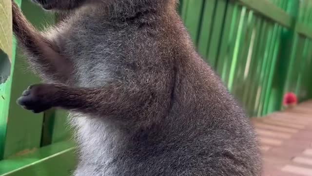 Cute little kangaroo