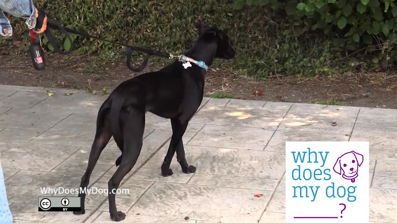 What Does A Scared Dog Look Like?