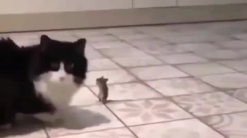 Funny videos cats