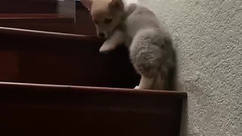 A dog that tries to climb stairs