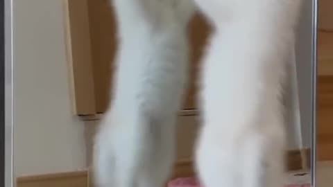 OMG So Cute ♥ Funny Cats and Dogs 2021 #52
