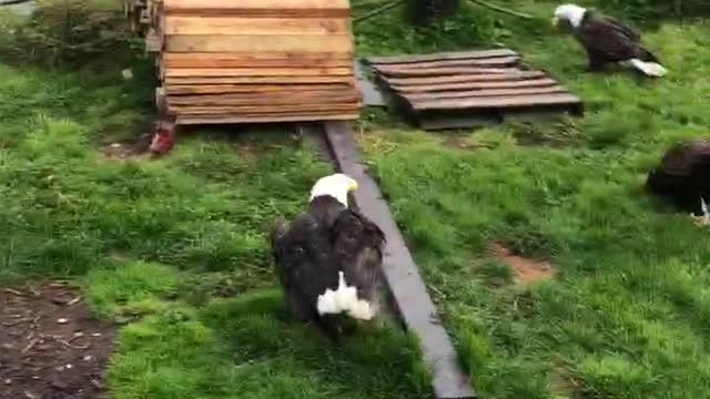 A Group of Bald Eagles Gather for Some Free Cod