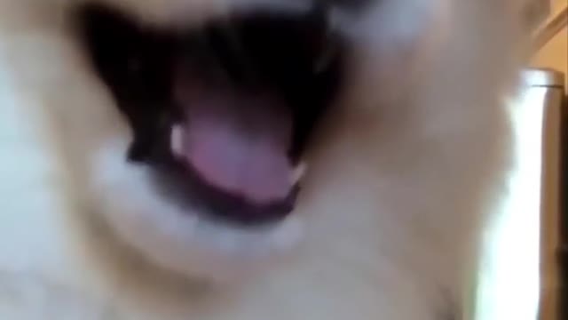 CUTE Puppy Fall Asleep