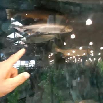 The beauty of Alaskan fish in such abundance and variety. 7/4/22