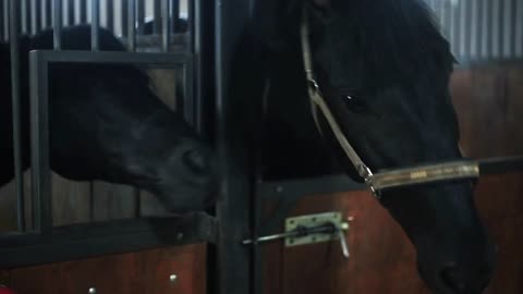 Close up of the face black horses played in the stables animal nature