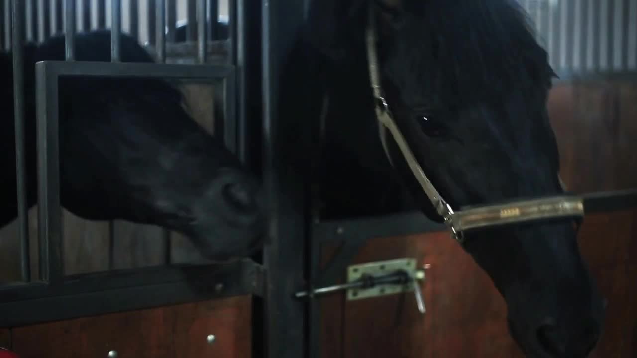 Close up of the face black horses played in the stables animal nature