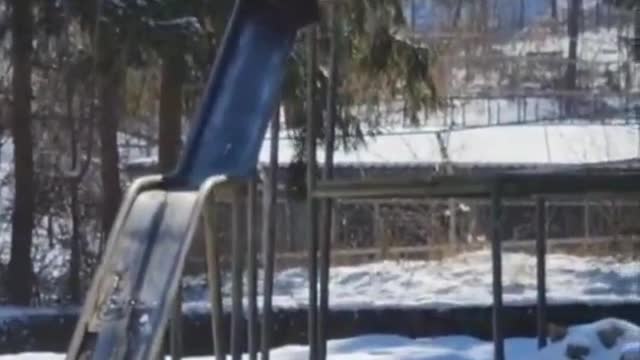 Bear like to slide