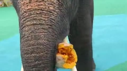Most Funny Wild Animal - Cutest baby Elephant Videos