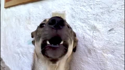 A German Shepherd Is Working Hard To Become An Opera Star.