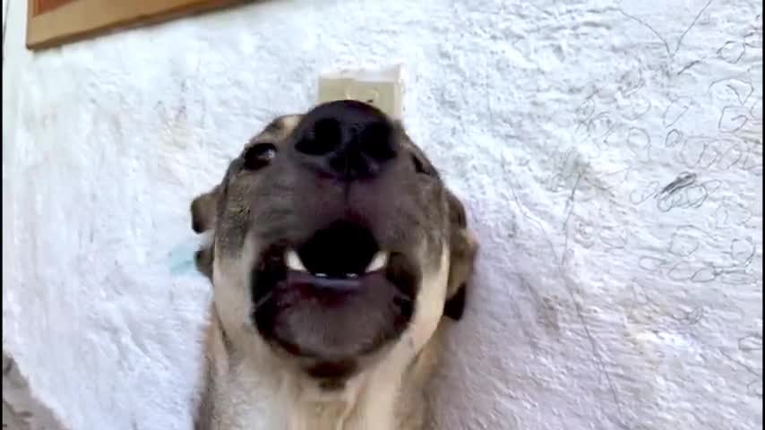 A German Shepherd Is Working Hard To Become An Opera Star.