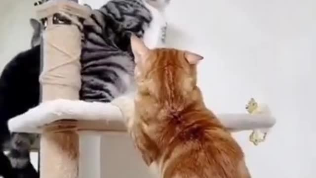 Cat funny