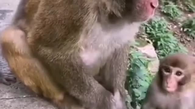 Cute baby monkey relax and play happily with 2 puppies