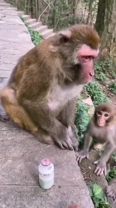 Cute baby monkey relax and play happily with 2 puppies
