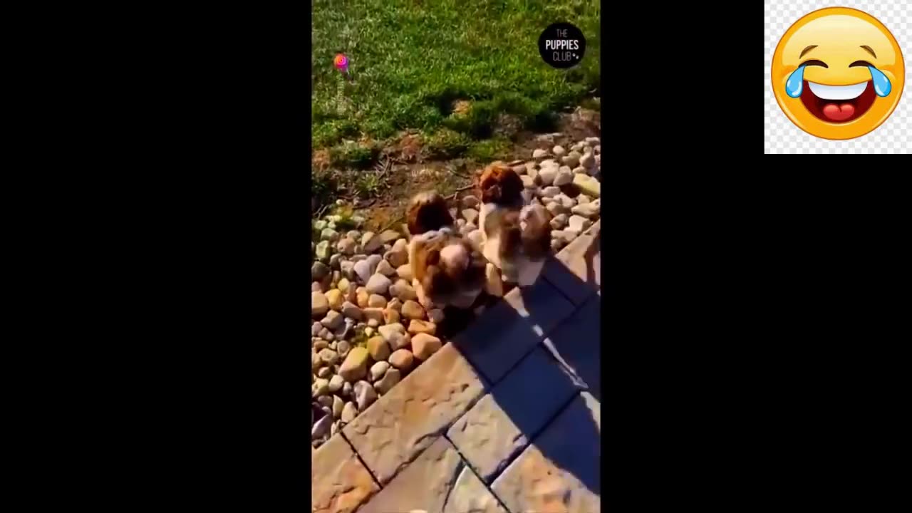 New Funny Animals Video 2023 | Funniest Cats and Dogs Videos | New Funny Video Of Cat And Dogs #394