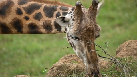 Giraffe eating