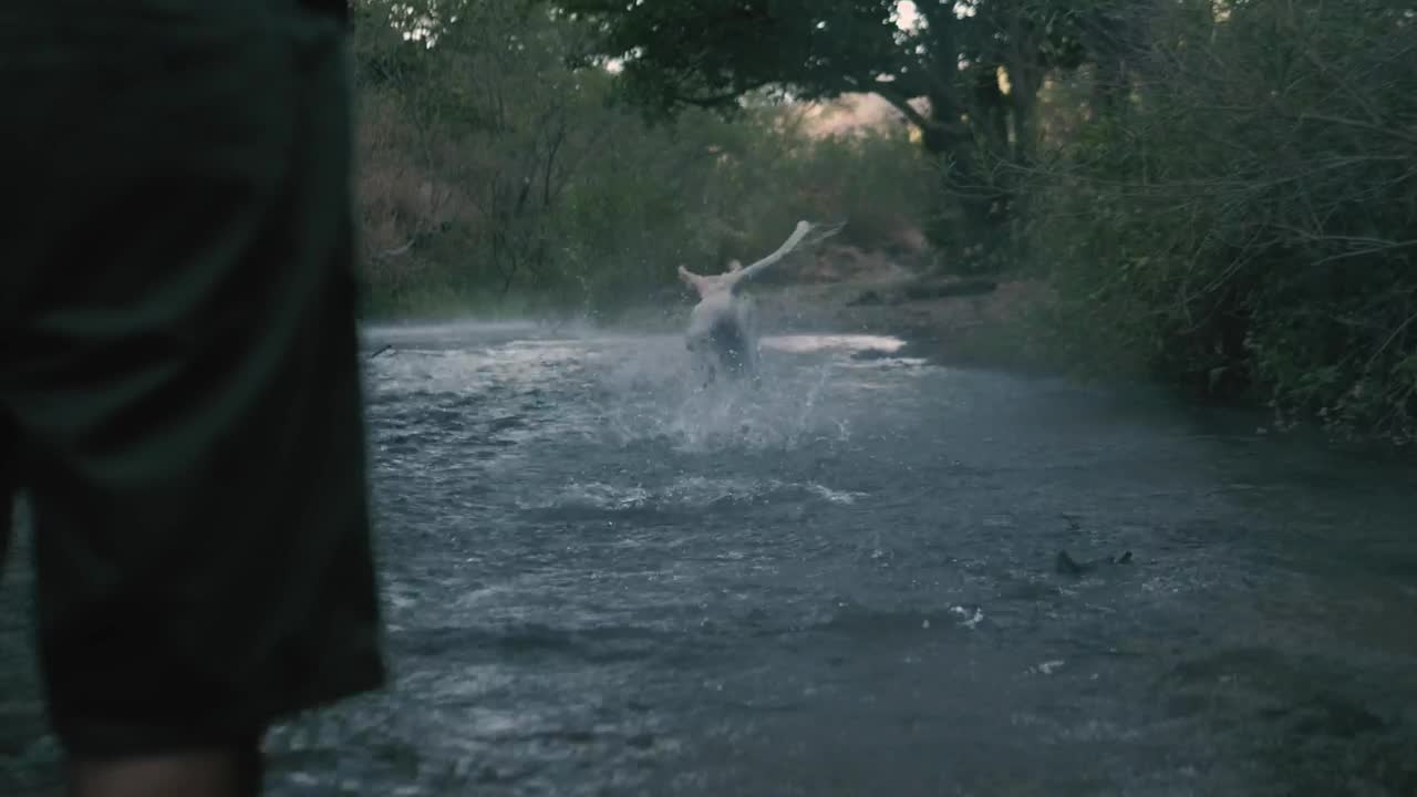 Dog catches a ball in a water