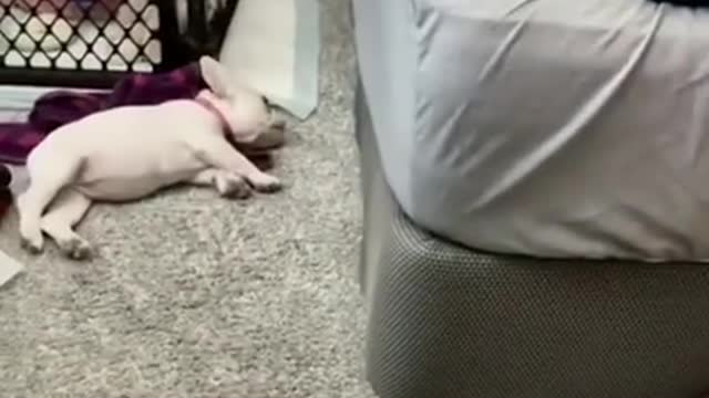 Cute dog running to sleep