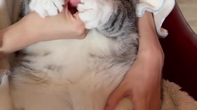 Cat carts cat