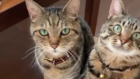 OMG 😱 cute cat 😱😘😘