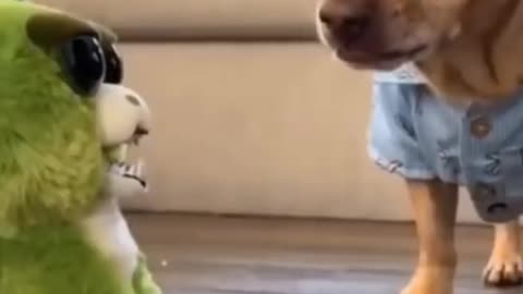 Dog funny video