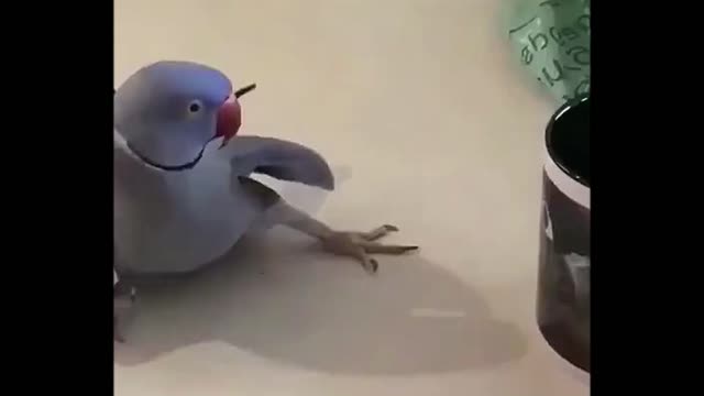 Funny video