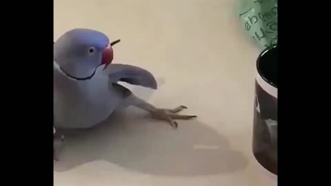 Funny video