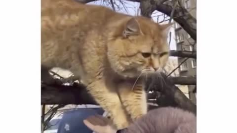 Funny Cats 😹 - Don't try to stop laughing 🤣 - Cats In Funny Situations