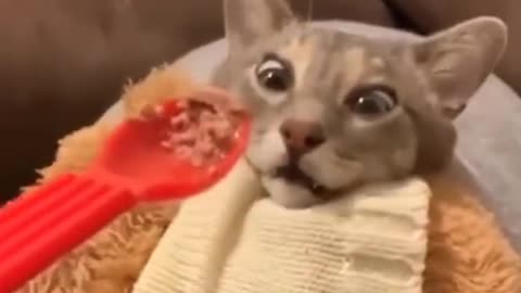 the funniest cats in the world