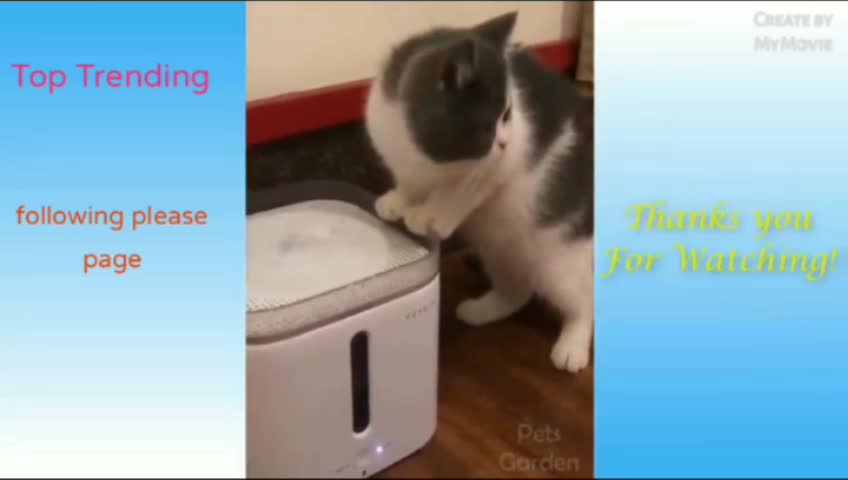 Cats New funny video 2022
