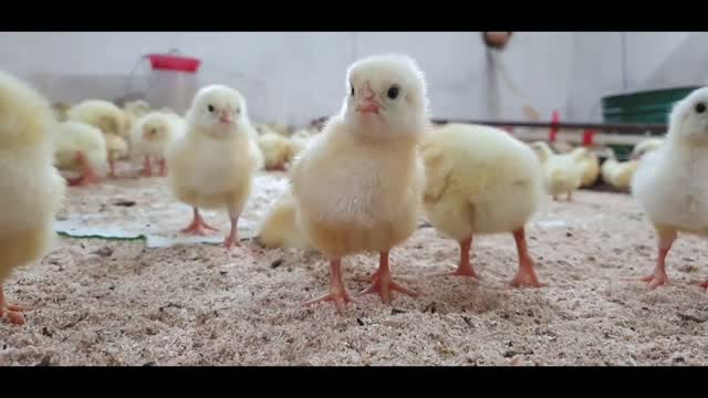 Watch a group of chicks up close with great music